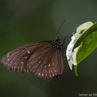 Euploea phaenareta Schaller, 1758